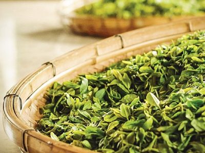 Introducción al Té y las Infusiones E-learning