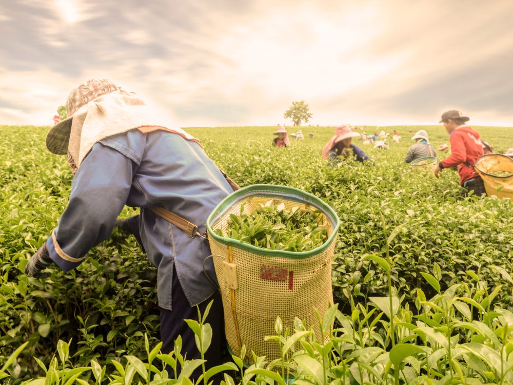 Sri Lanka, Producción de té