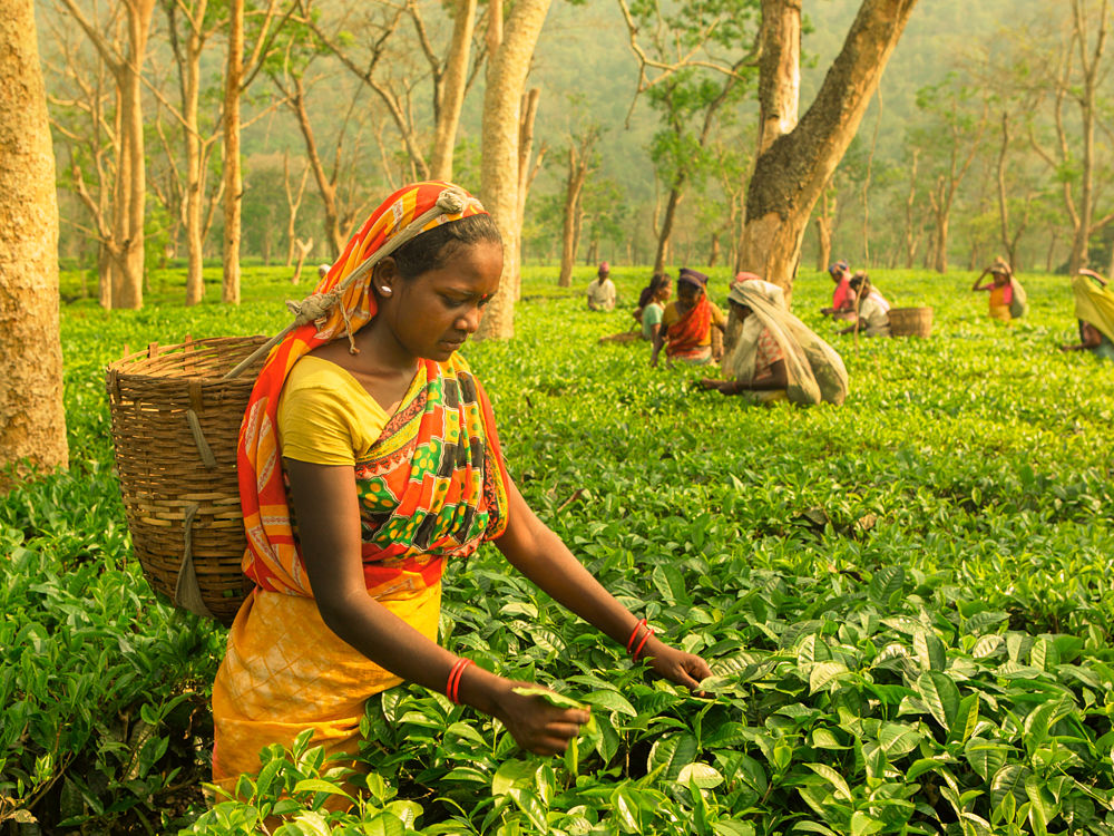 Assam. Producción de Té, Té Ortodoxo