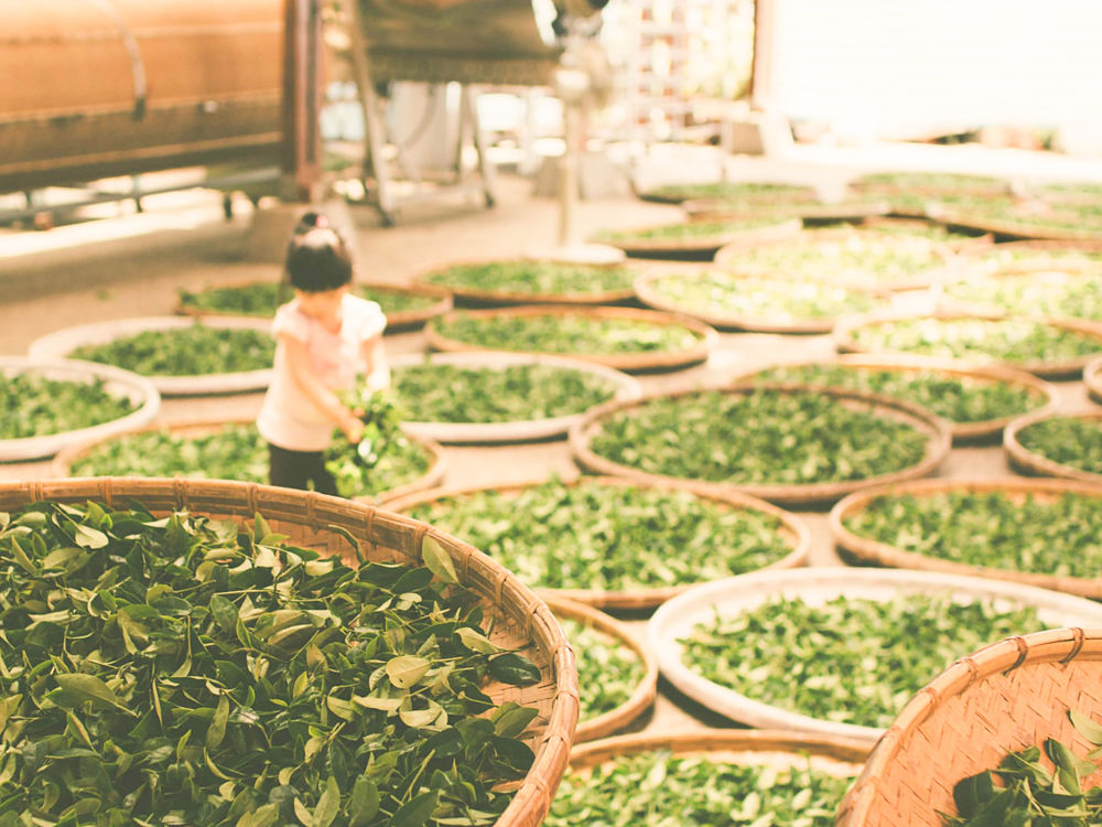 Plantaciones de té, té en Uganda