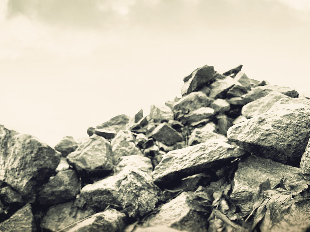 té en Assam, Plantaciones de Té