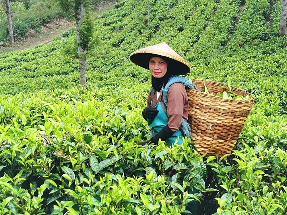 cultivos de té