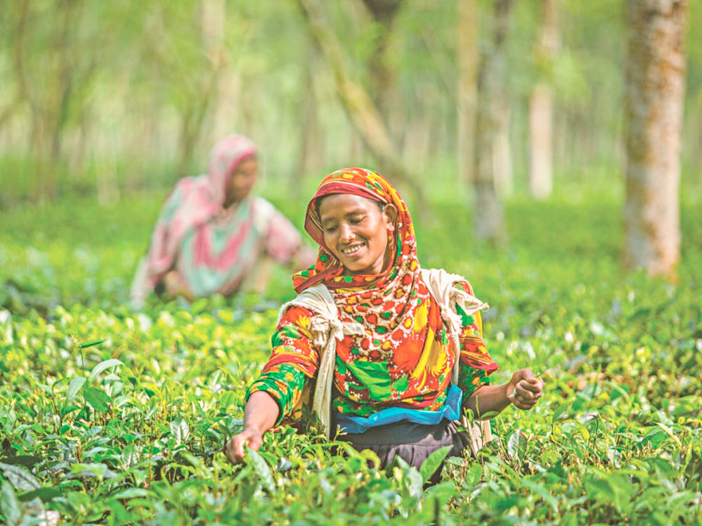 Té en Bangladesh, Producción de Té