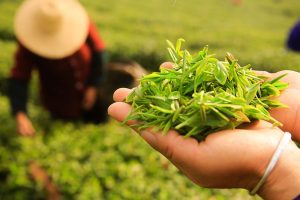 Merma la producción de té en China, pero su valor sigue en aumento