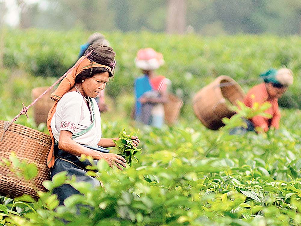 Industria del té, té de India, producción de té, Bengala del Norte