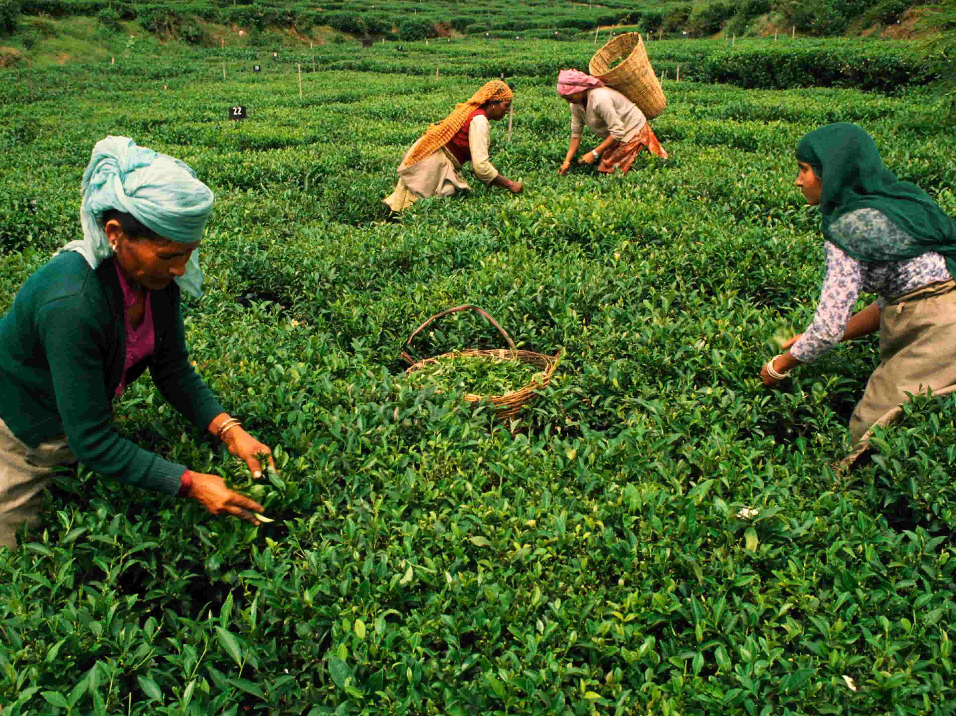 Aumentó en la Producción de Té