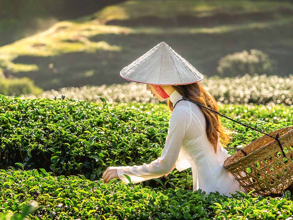 Té de Vietnam, productor de té, mercado global de té