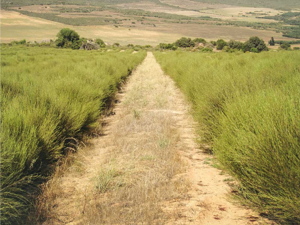 plantacion de rooibos