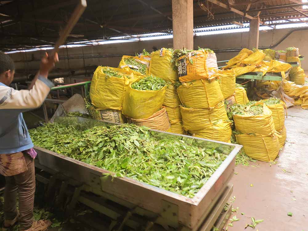 té en Uganda, fábrica de té