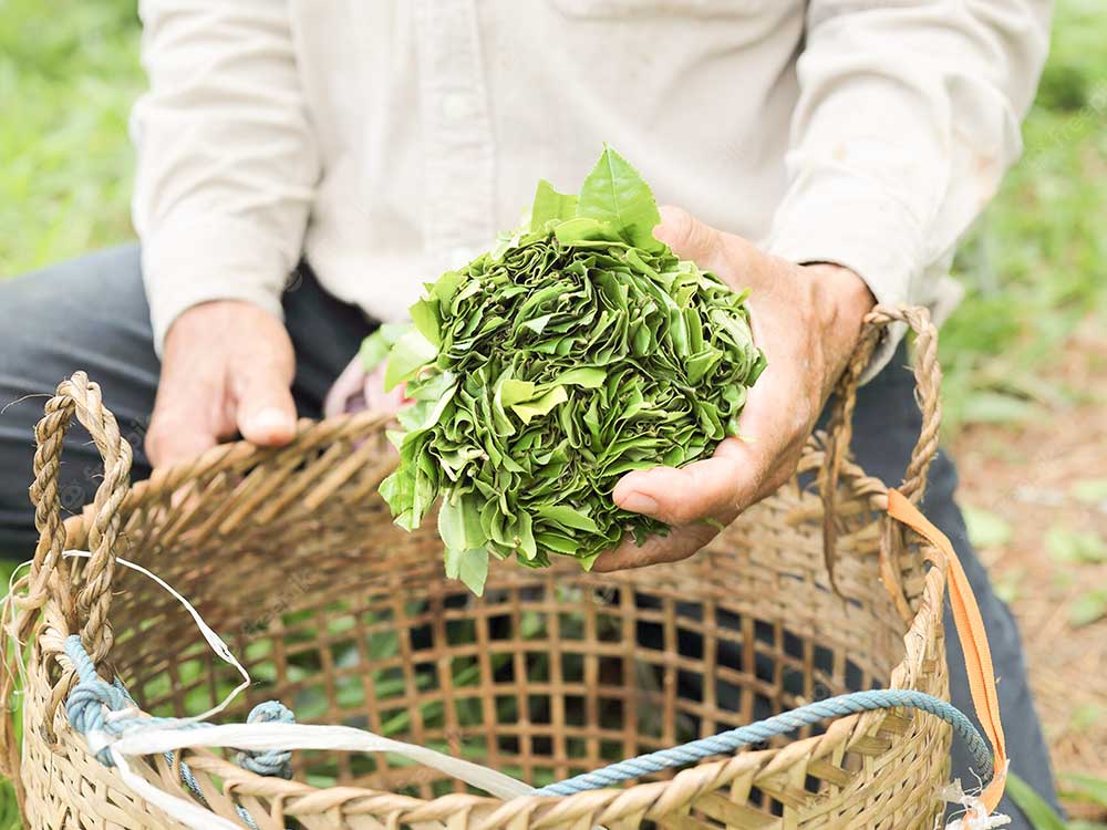 Té de Assam, productores de té, producción de té, té de India, política de té
