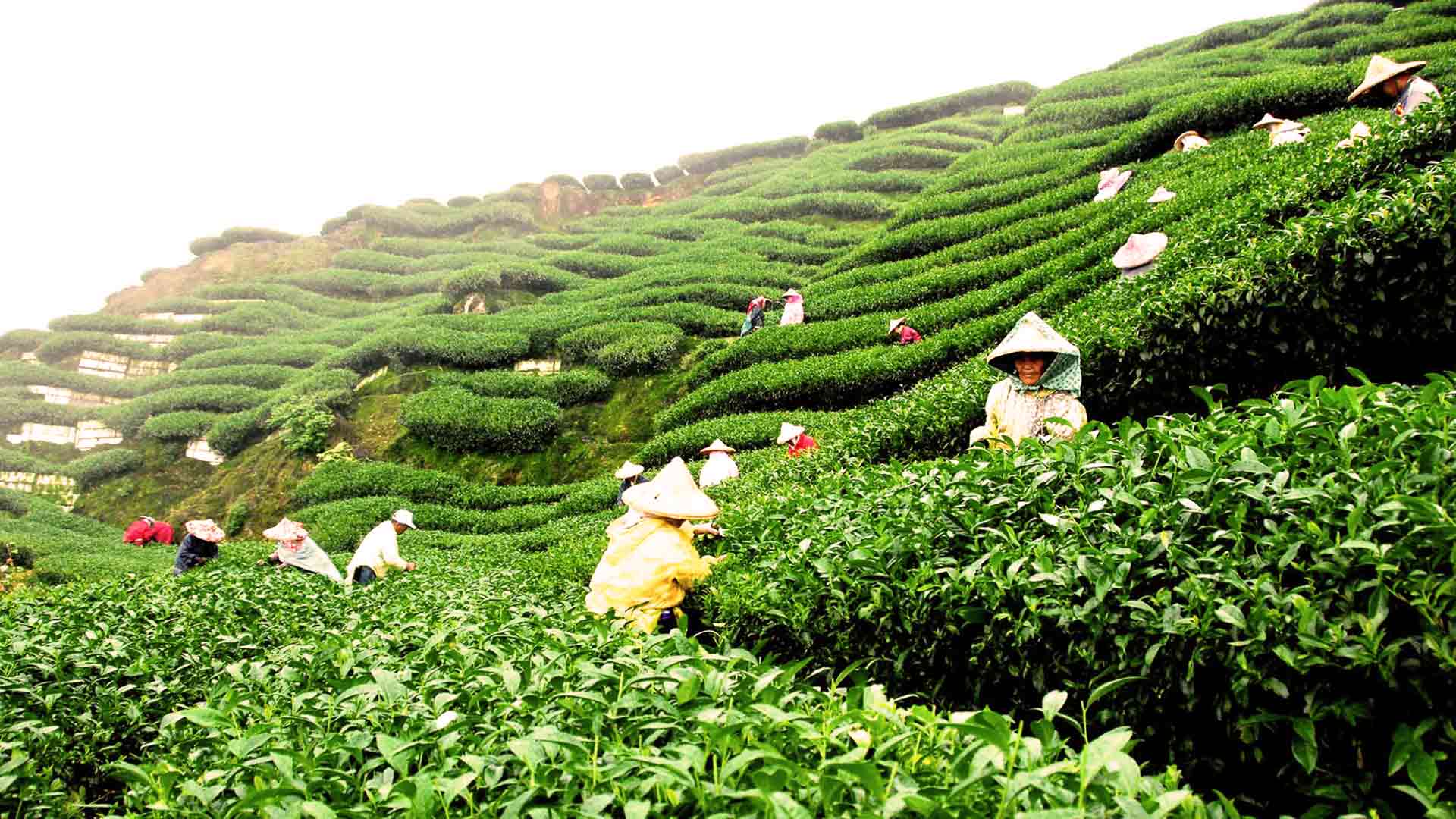 India levanta prohibición Té Darjeeling
