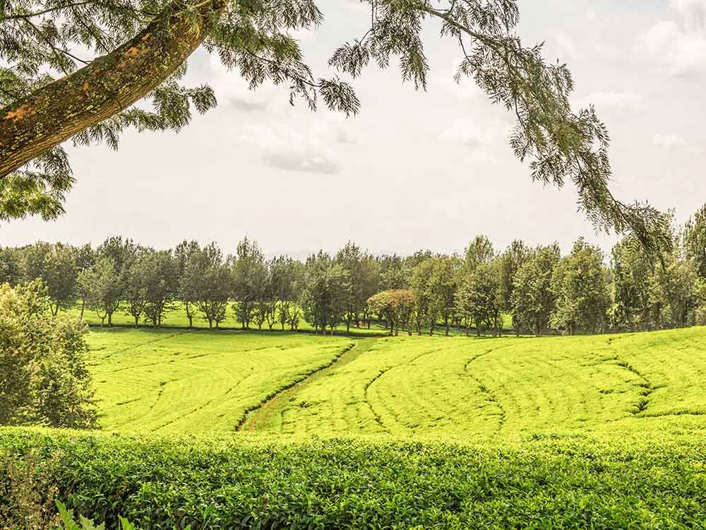 Té de Etiopía, Pakistán, comercio internacional
