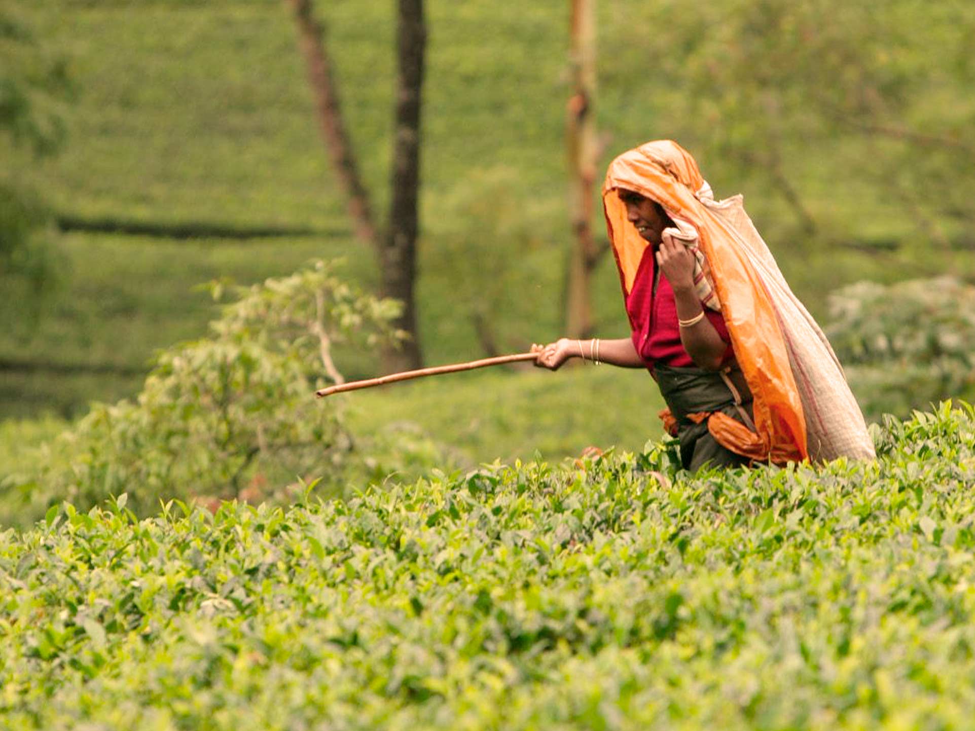 Exportaciones de Té cayeron