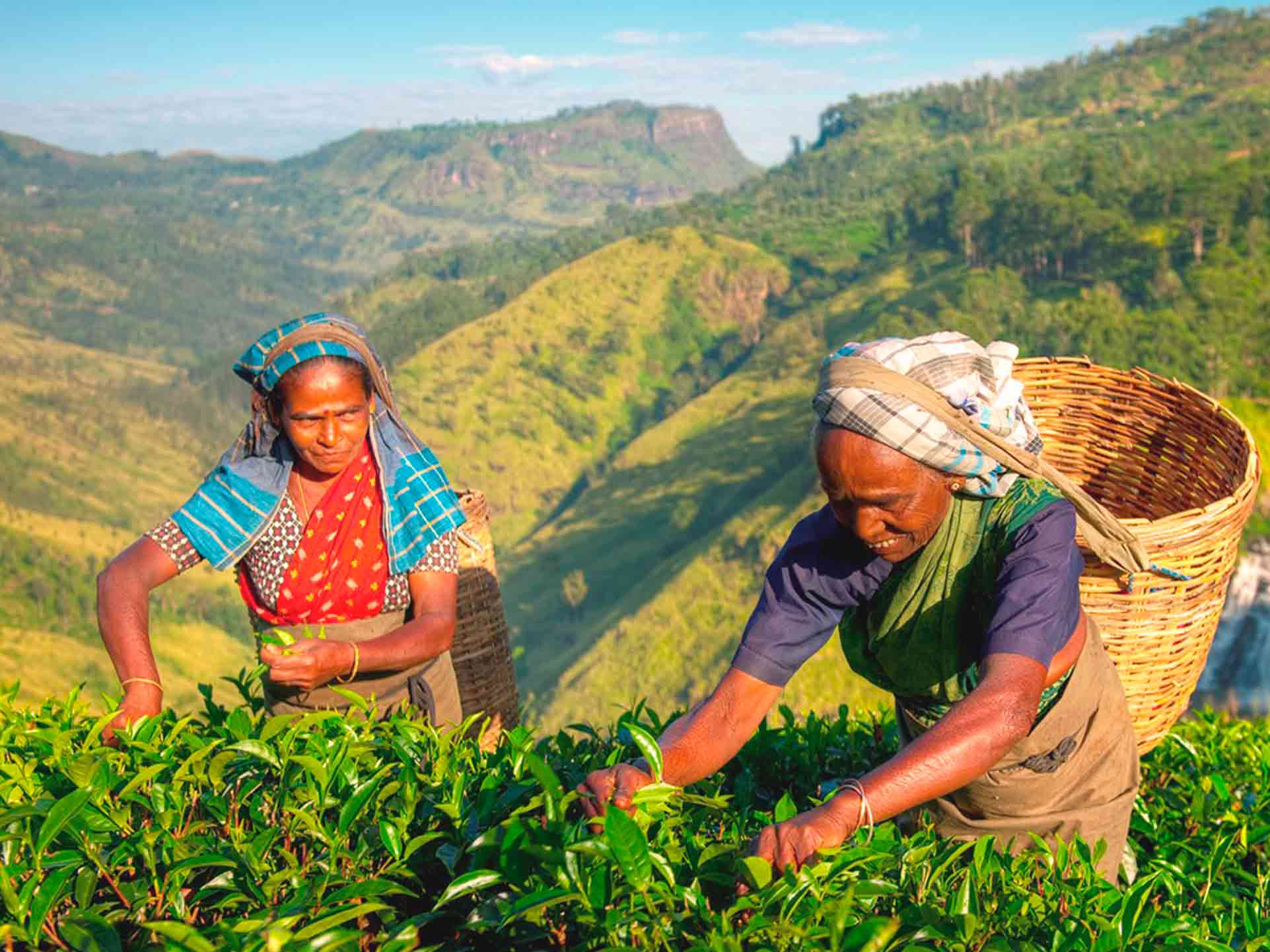 Producción de té en Sri Lanka