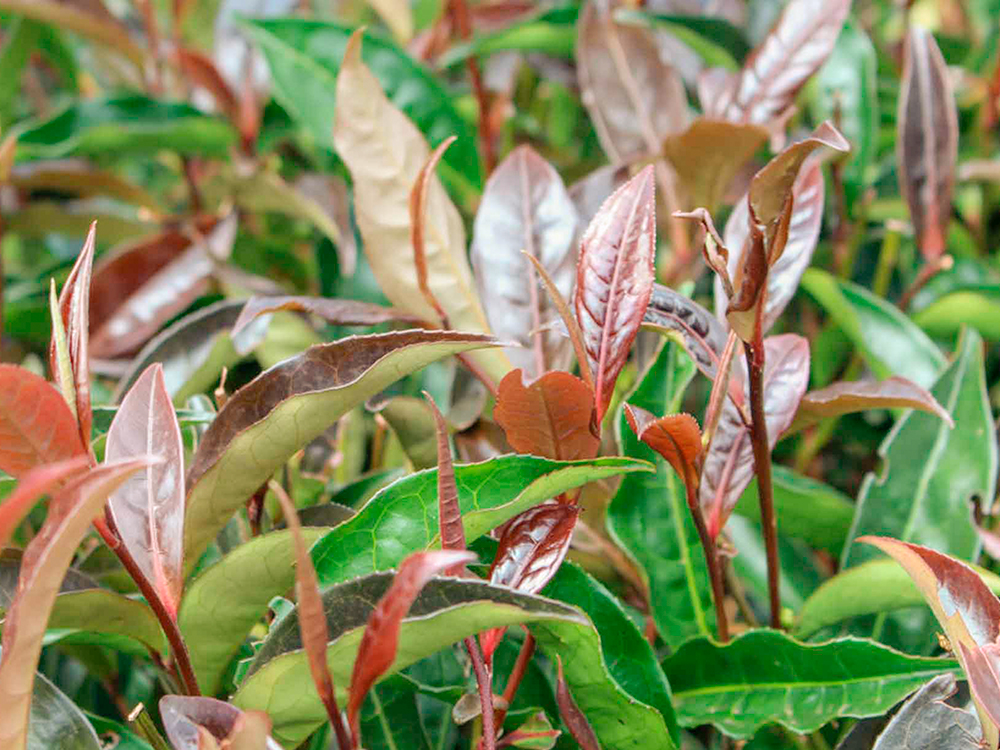 Té de Kenia, China, mercado, té ortodoxo, té púrpura