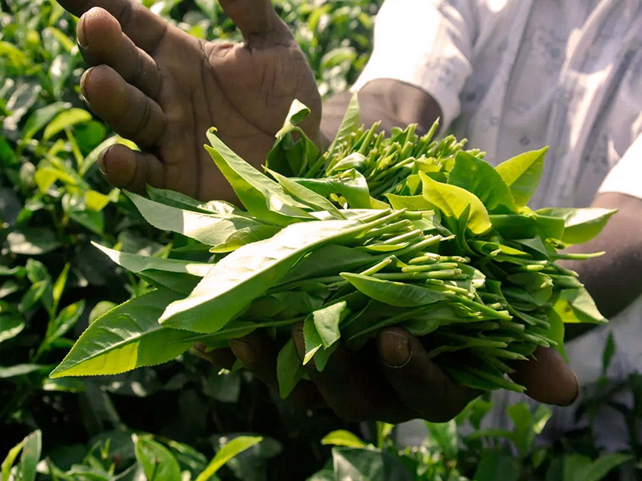 Producción de Té de Sri Lanka