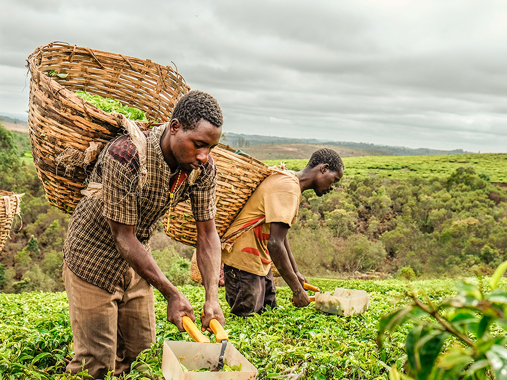 Té de Kenia, Producción de Té, fábricas de té