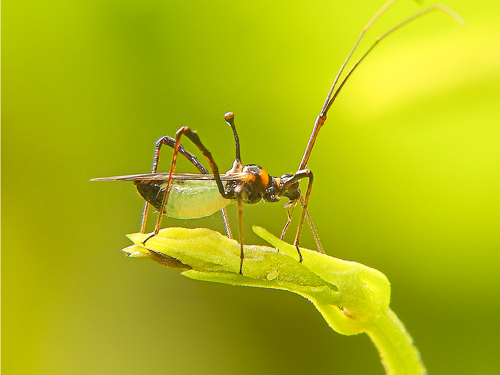 mosquito del té, producción del té, té de India, pesticidas