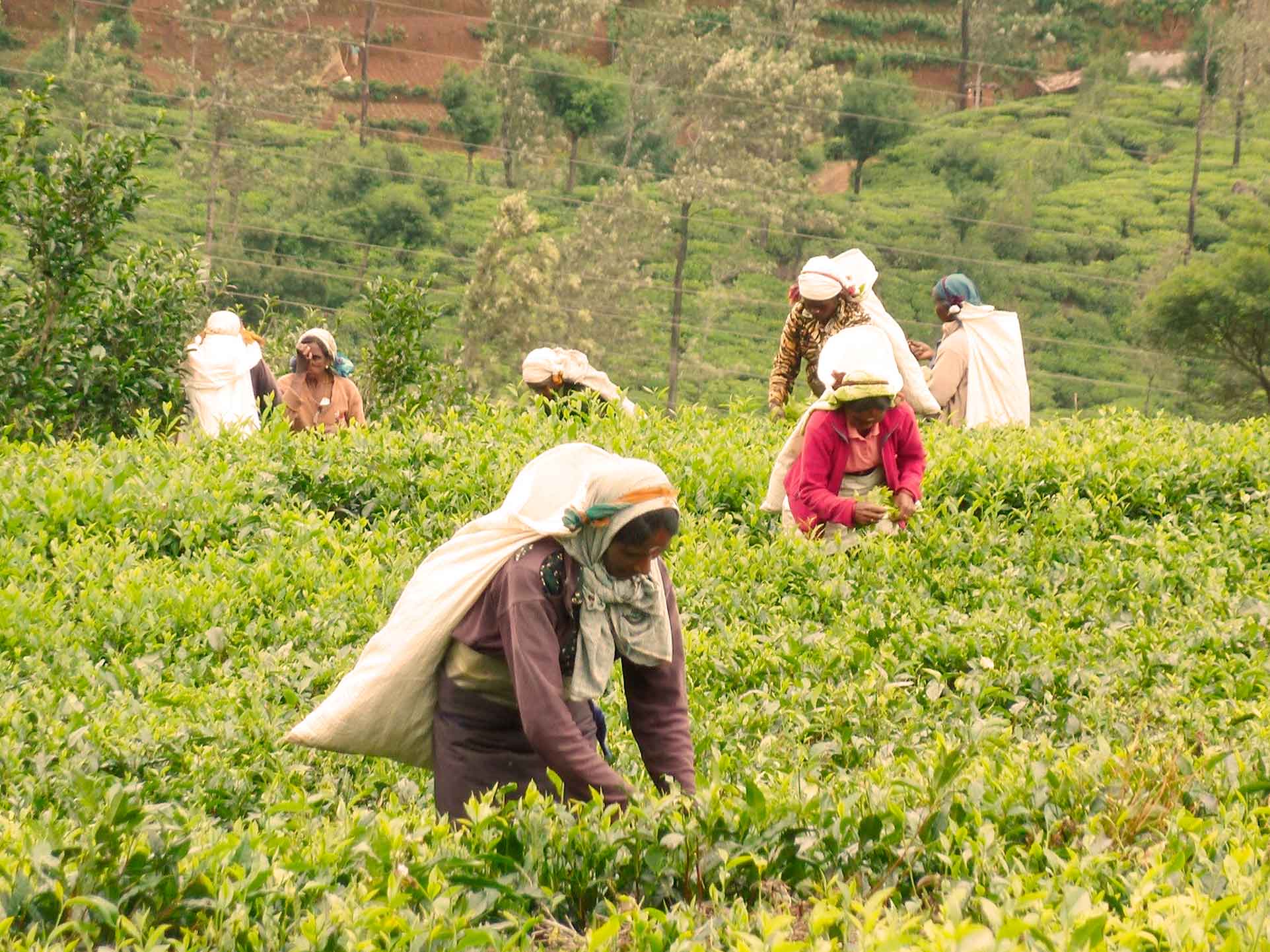 Producción de Té en Sri Lanka