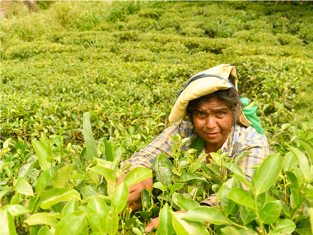 plantaciones de té, marcas de té, abusos contra los derechos humanos