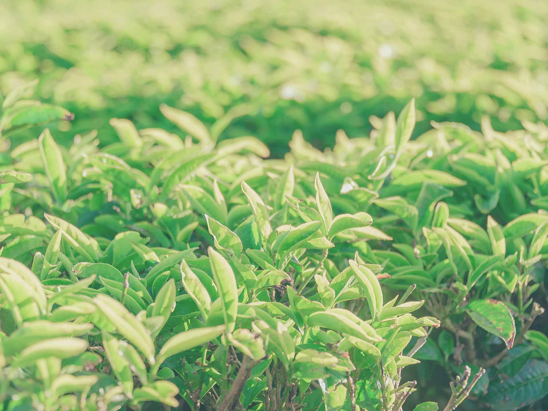 Marca de Té Australiana