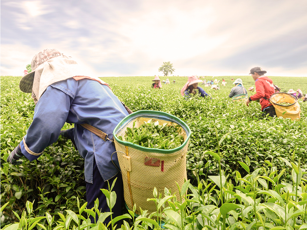 Té de Sri Lanka, Producción de té