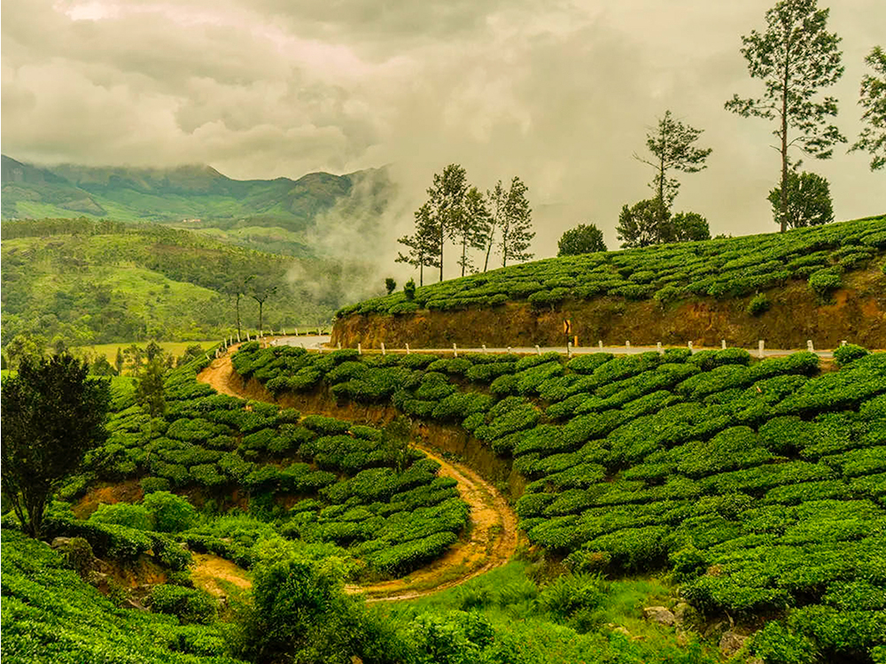 té de Darjeeling, industria del té, té de Nepal, producción de té, té