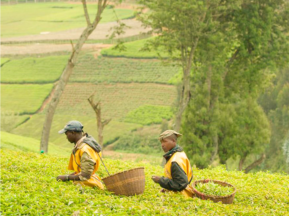 exportaciones de té, té de Kenia, té, mercado global, Rusia y Ucrania
