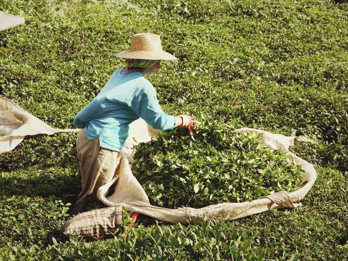 la producción de té