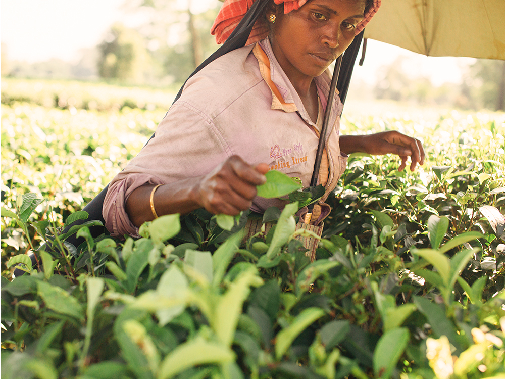 sindicatos de té, Bengala Occidental, plantaciones de té, CCPA