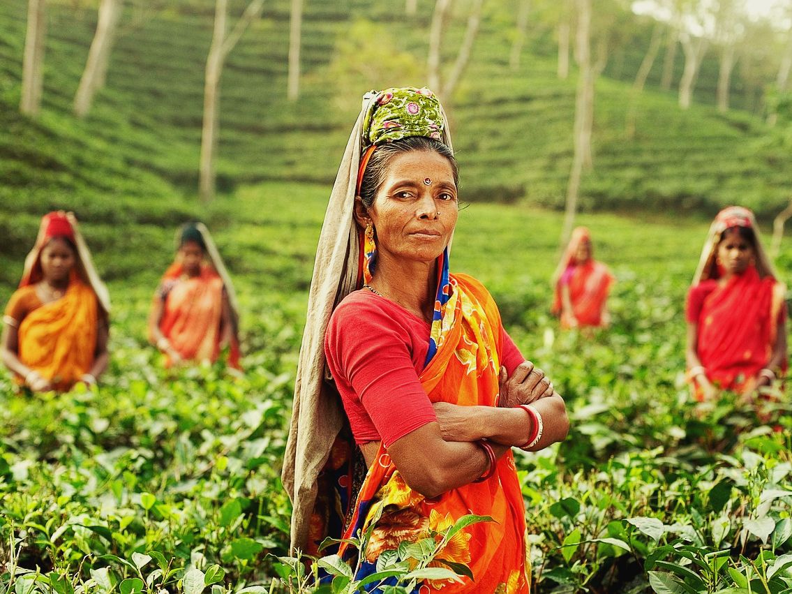 el-clima-y-la-geopolitica-en-la-producción-de-te-indio-en-2023