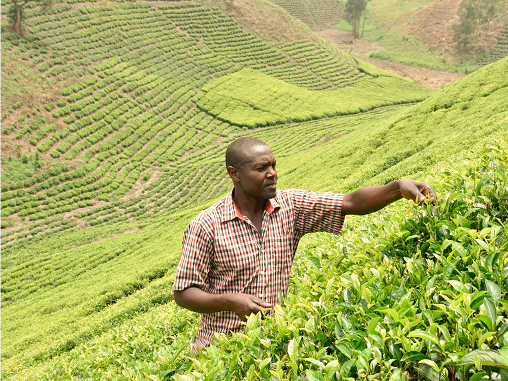 precio del té, té en Uganda, industria del té, té