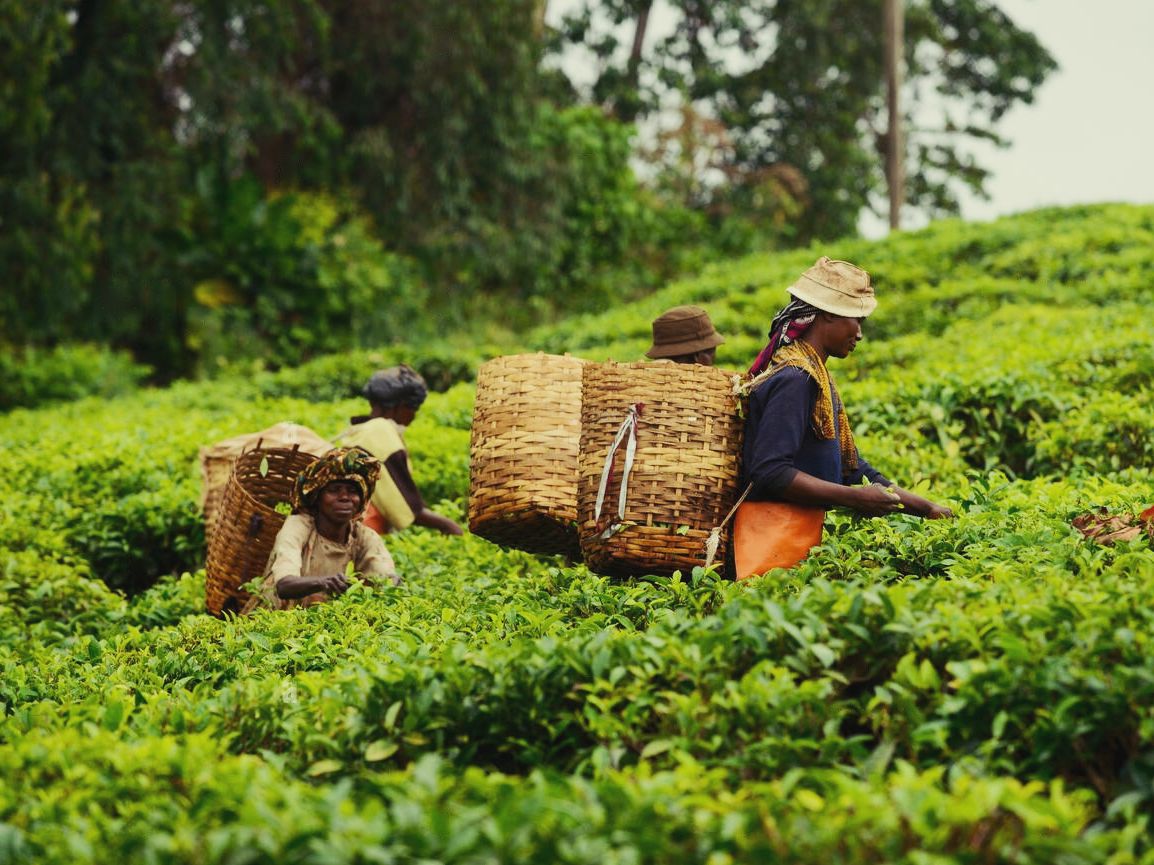 a-la-industria-del-te-de-tanzania-le-espera-un-futuro-brillante