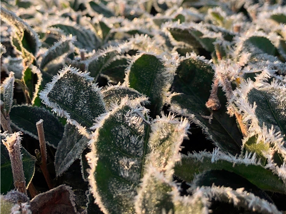 clima extremo, producción de té, China, té y café