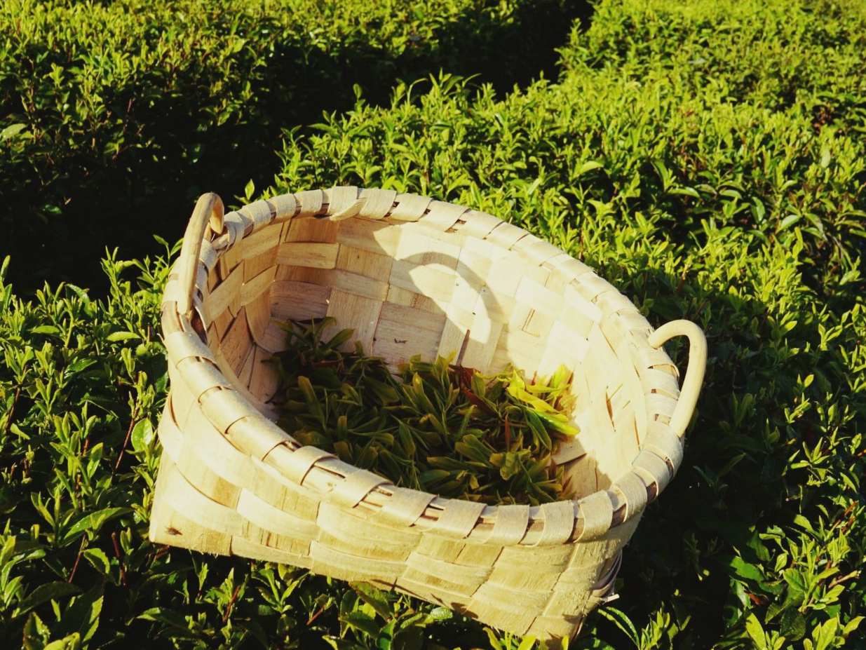 baja-global-en-exportaciones-de-te-en-2023