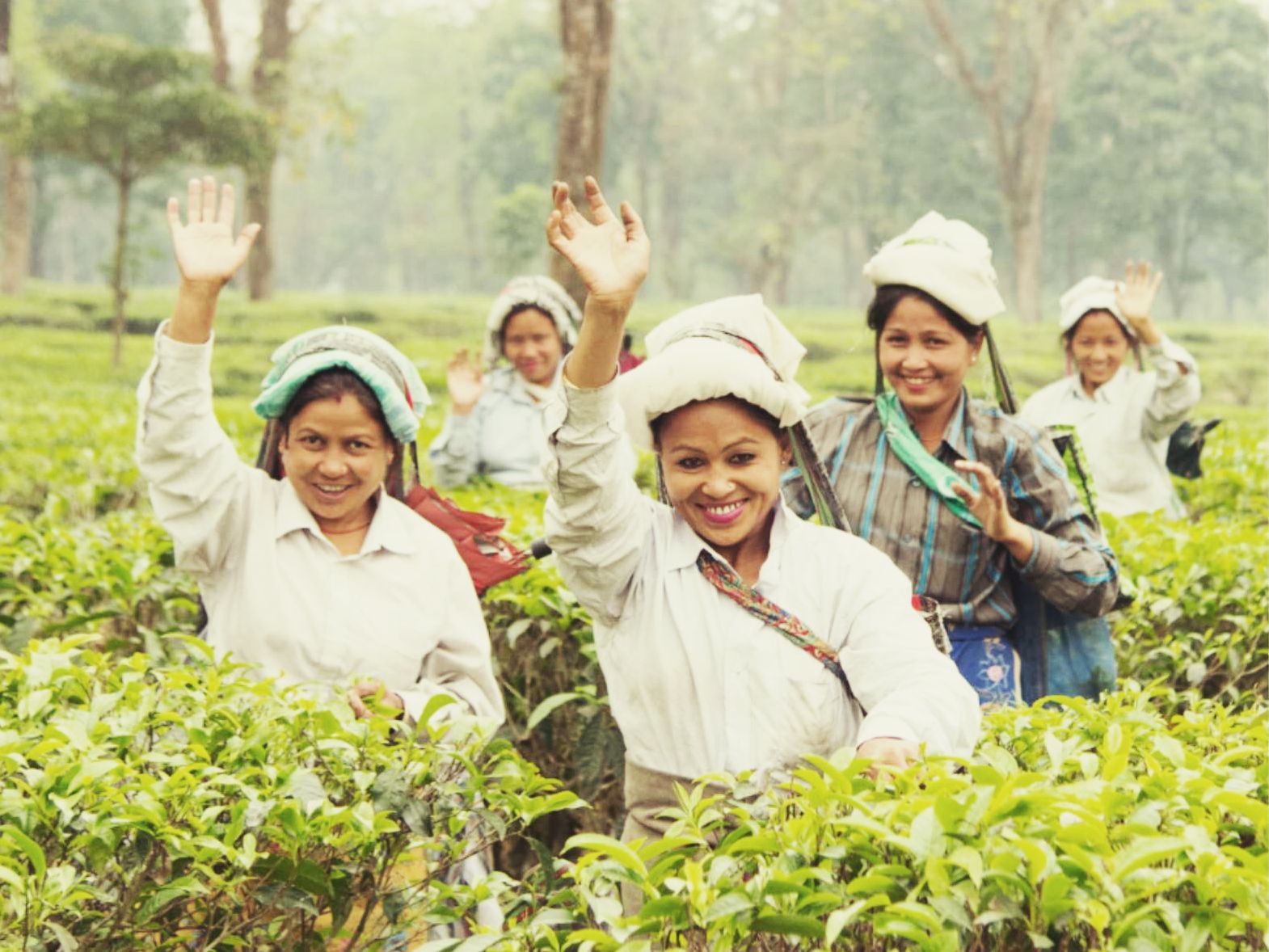 pequenos-productores-de-te-logran-mover-la-sede-de-cits-a-india
