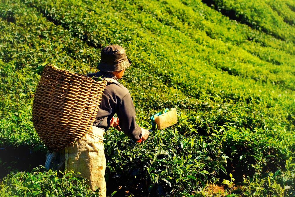 pequeños-productores-de-te-preocupados-por-la-baja-calidad-de-producción-de-india