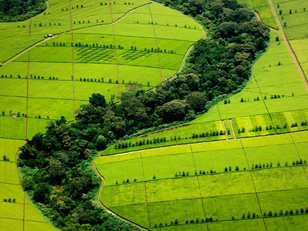 lipton-vende-jardines-de-te-en-africa-y-cambia-estrategia