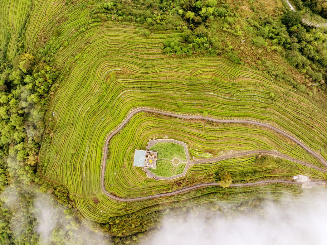 medog-xizang-de-valle-aislado-a-potencia-del-te-organico