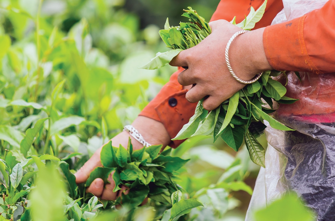 Planta del té Curso gratis