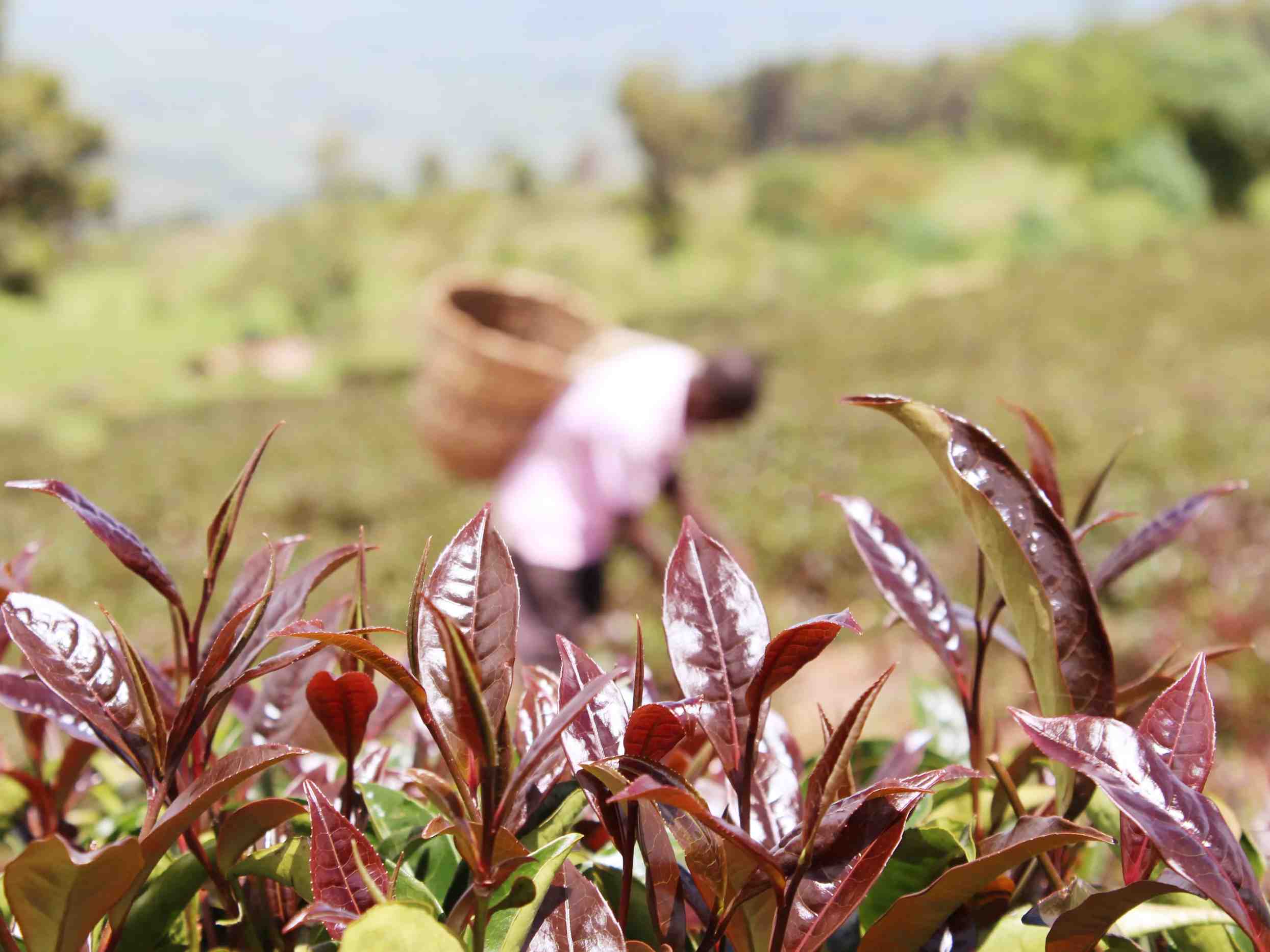 descubren-genes-clave-detras-del-te-purpura-y-sus-beneficios