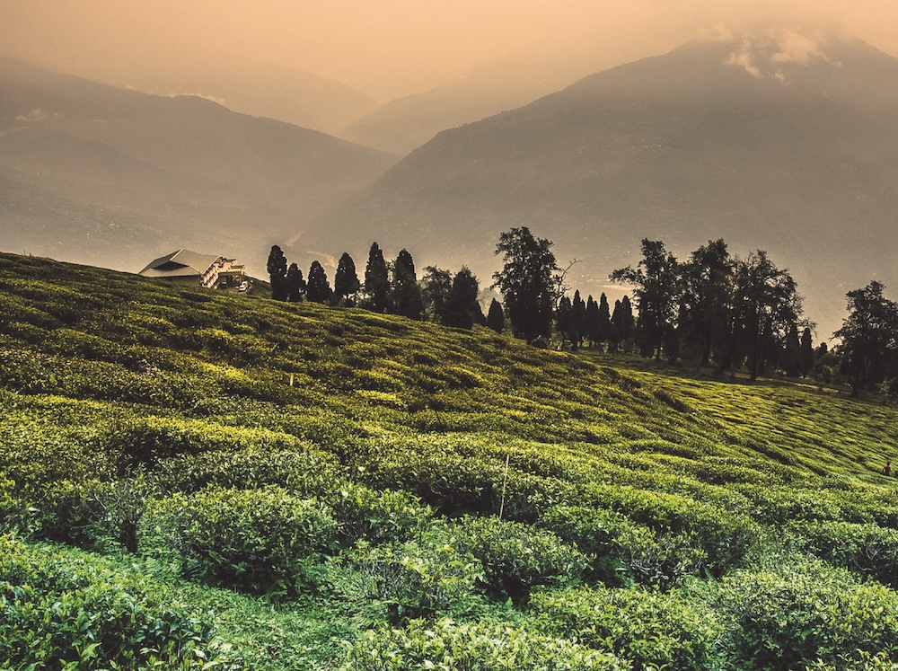 regiones productoras de té de india