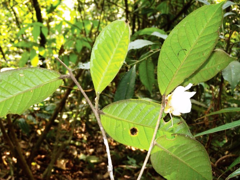 Camellia yangii: nueva especie de té hallada en China