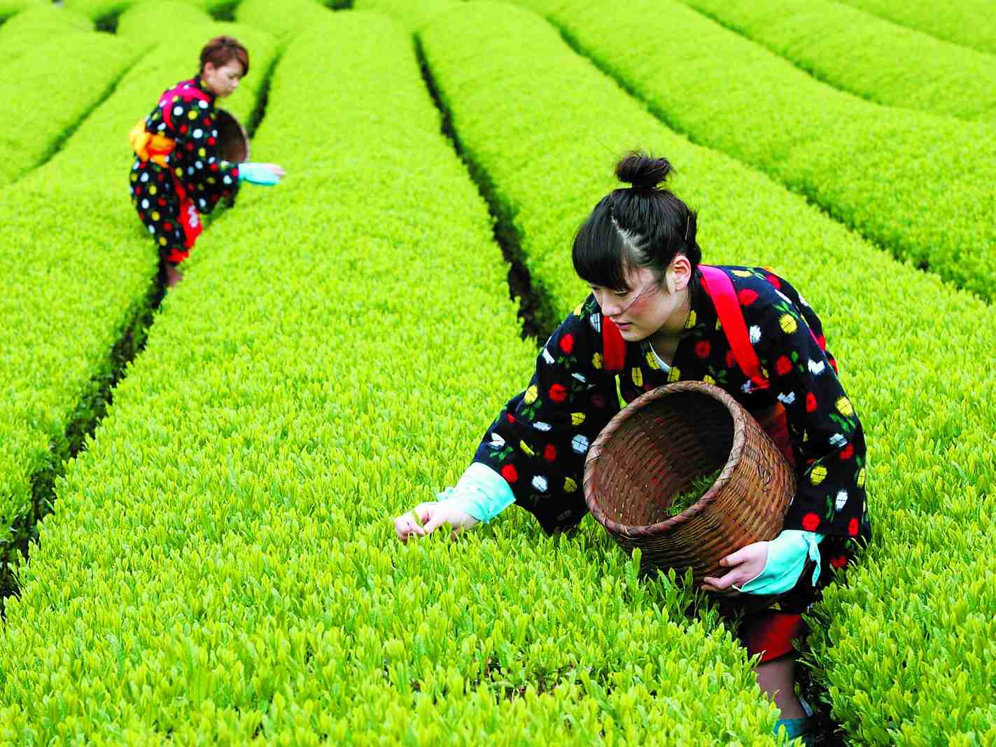 Crecen exportaciones de té japonés, pero enfrentan tarifas altas