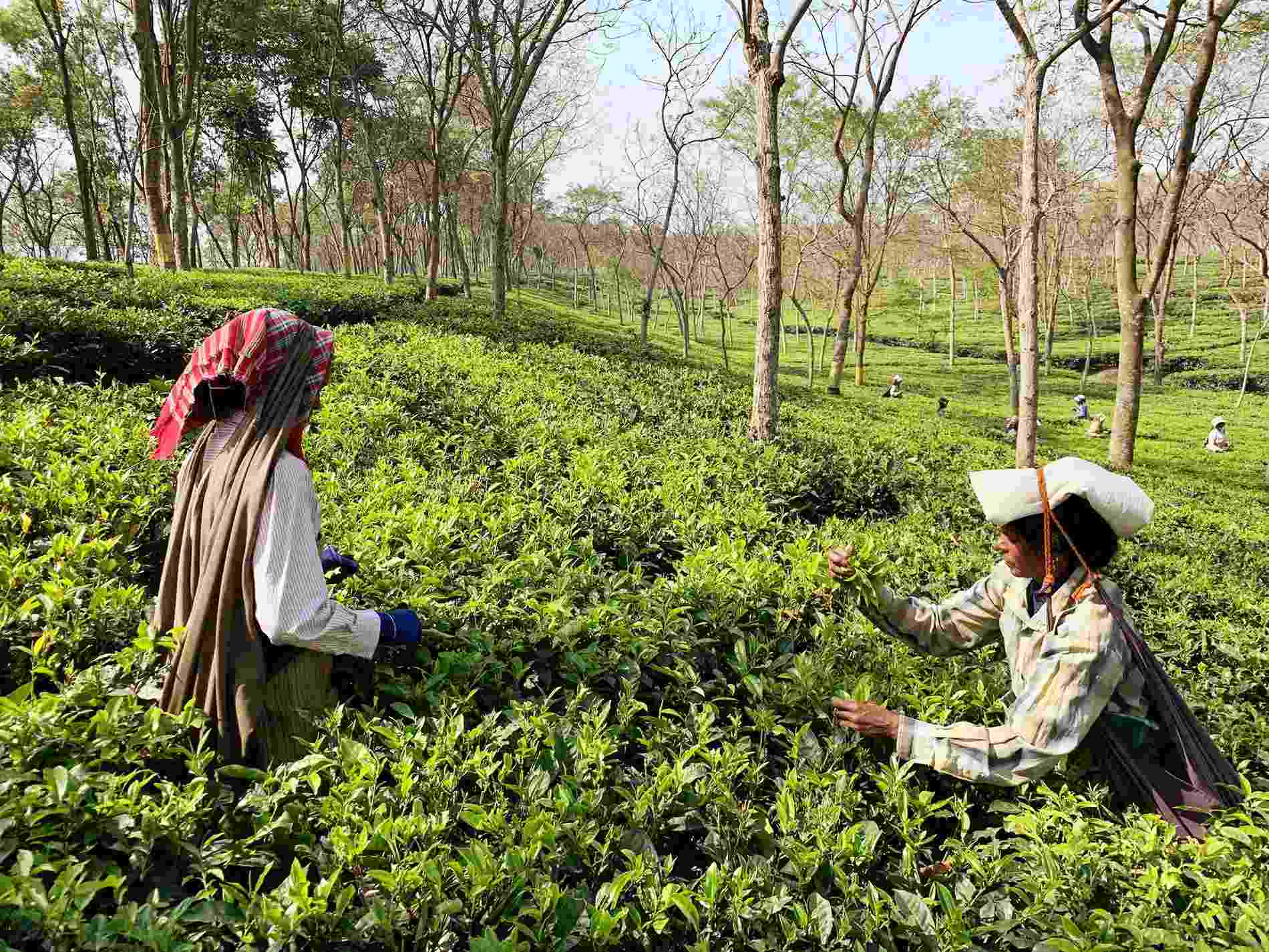 exportaciones-de-te-indio-aumentan-pese-a-desafios-regionales