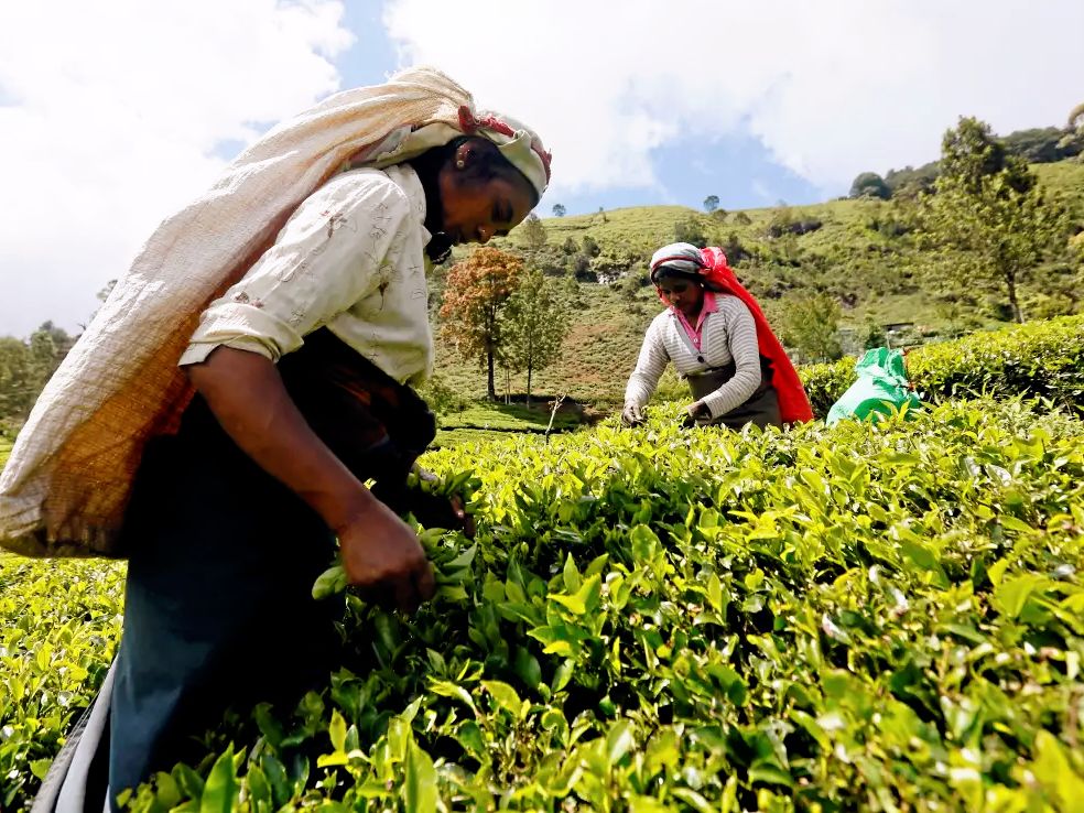 Importaciones de té en Irán se reanudan tras el alto al fuego