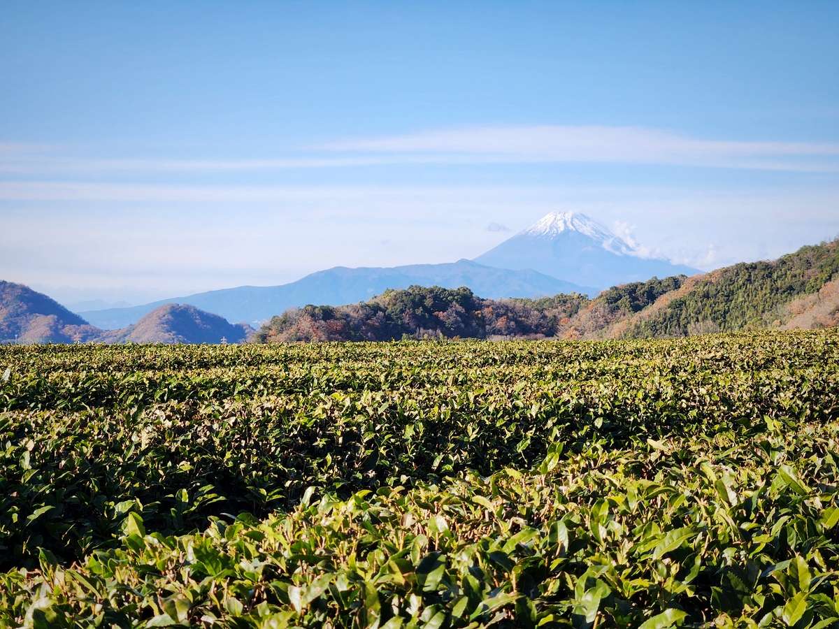 Té de Tanzania: La magia de las hojas bajo la sombra del Kilimanjaro