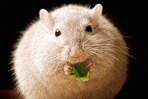 estudio-muestra-que-el-te-verde-reduce-peso-en-ratones-obesos estudio-muestra-que-el-te-verde-reduce-peso-en-ratones-obesos