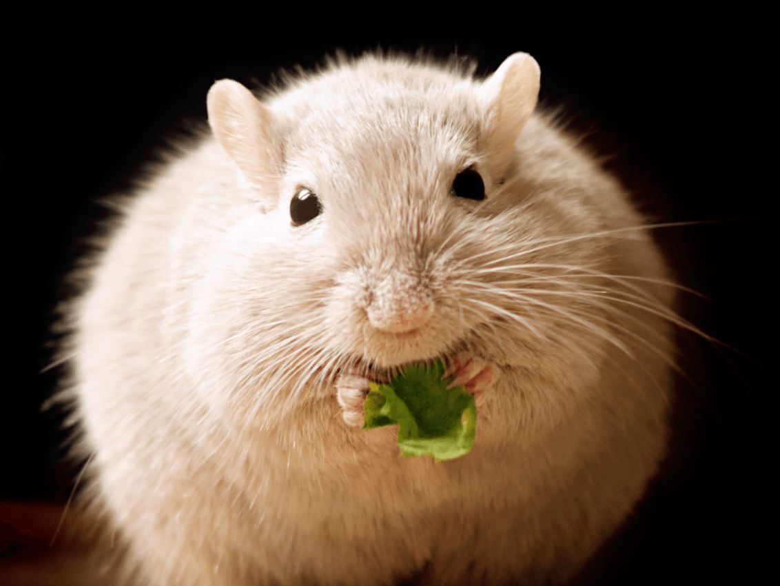 estudio-muestra-que-el-te-verde-reduce-peso-en-ratones-obesos