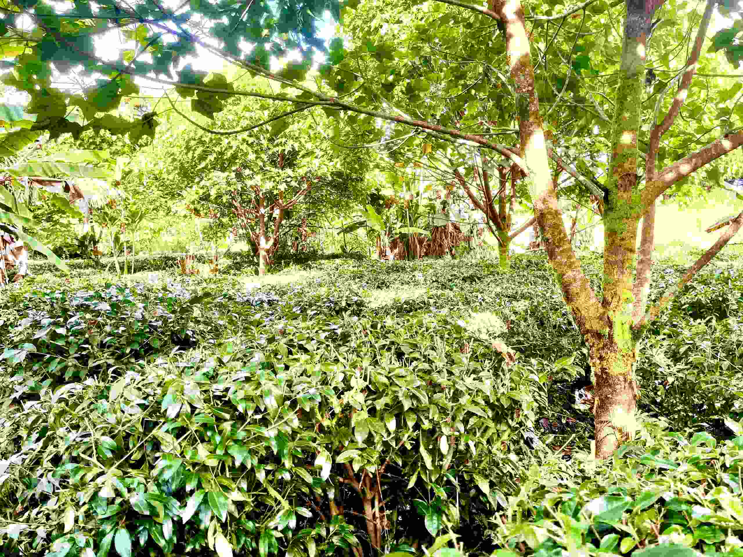 tea-hawaiʻi-co-lidera-el-crecimiento-del-te-en-big-island-hawai